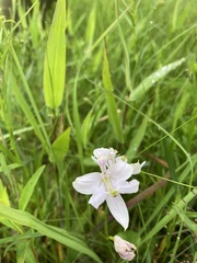 Calopogon oklahomensis
