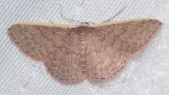 Idaea inversata