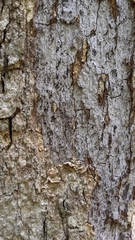 Biscogniauxia atropunctata