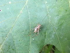 Svistella bifasciata