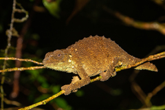 Rhampholeon platyceps