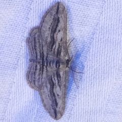 Ecleora solieraria