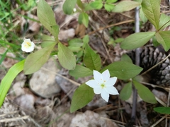 Lysimachia europaea