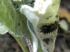 Vanessa virginiensis
