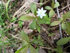 Lysimachia europaea