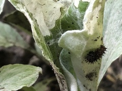 Vanessa virginiensis