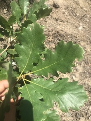 Quercus macranthera syspirensis