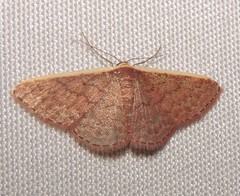 Idaea inversata