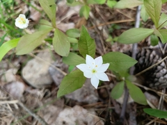 Lysimachia europaea