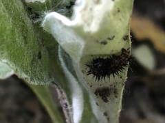 Vanessa virginiensis