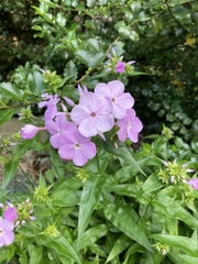 Phlox maculata