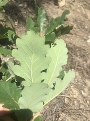 Quercus macranthera syspirensis