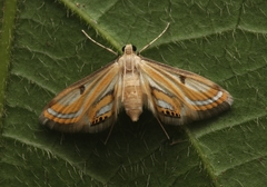 Tetrernia teminitis