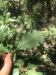 Quercus macranthera syspirensis