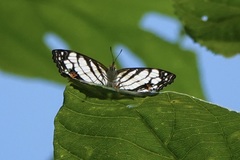 Cyrestis maenalis
