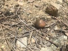 Quercus macranthera syspirensis