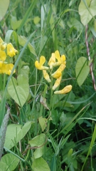 Lathyrus pratensis
