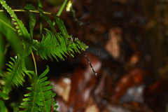 Drepanosticta brownelli
