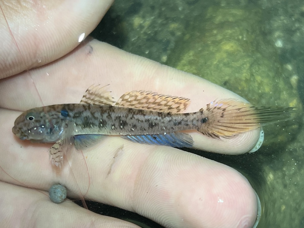 Emerald goby (Ctenogobius smaragdus) — Gobiidae