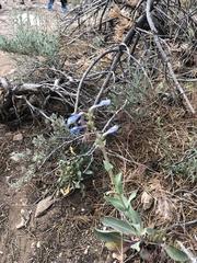 Penstemon pachyphyllus congestus