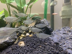 Costa's Tetra photo 3