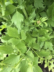 Levisticum officinale