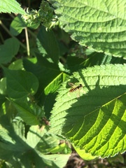 Sphaerophoria rueppellii