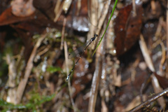 Drepanosticta brownelli