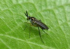 Rhaphium