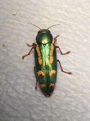Buprestis rufipes