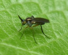 Rhaphium