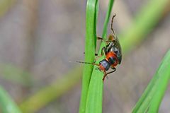 Cantharis fusca