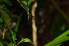 Drepanosticta brownelli