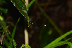 Drepanosticta brownelli