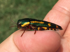 Buprestis rufipes