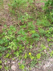 Melica nutans