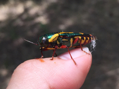 Buprestis rufipes