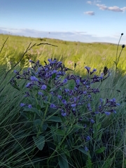 Nepeta ucranica