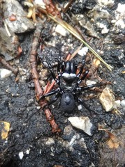 Sphodros niger