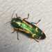 Buprestis rufipes - Photo (c) Erin Taylor，保留部份權利CC BY-NC