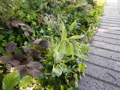 Epipactis phyllanthes