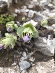 Primula marginata