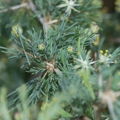 Asparagus suaveolens image