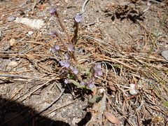Phacelia quickii