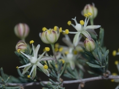 Asparagus suaveolens image