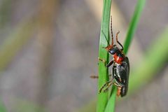 Cantharis fusca