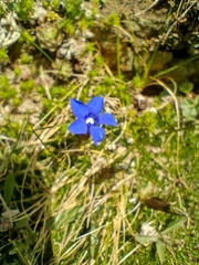 Gentiana verna