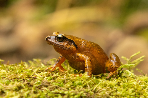 Ruo River Screeching Frog