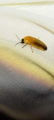 Abscondita terminalis