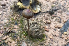 Psilocybe alutacea